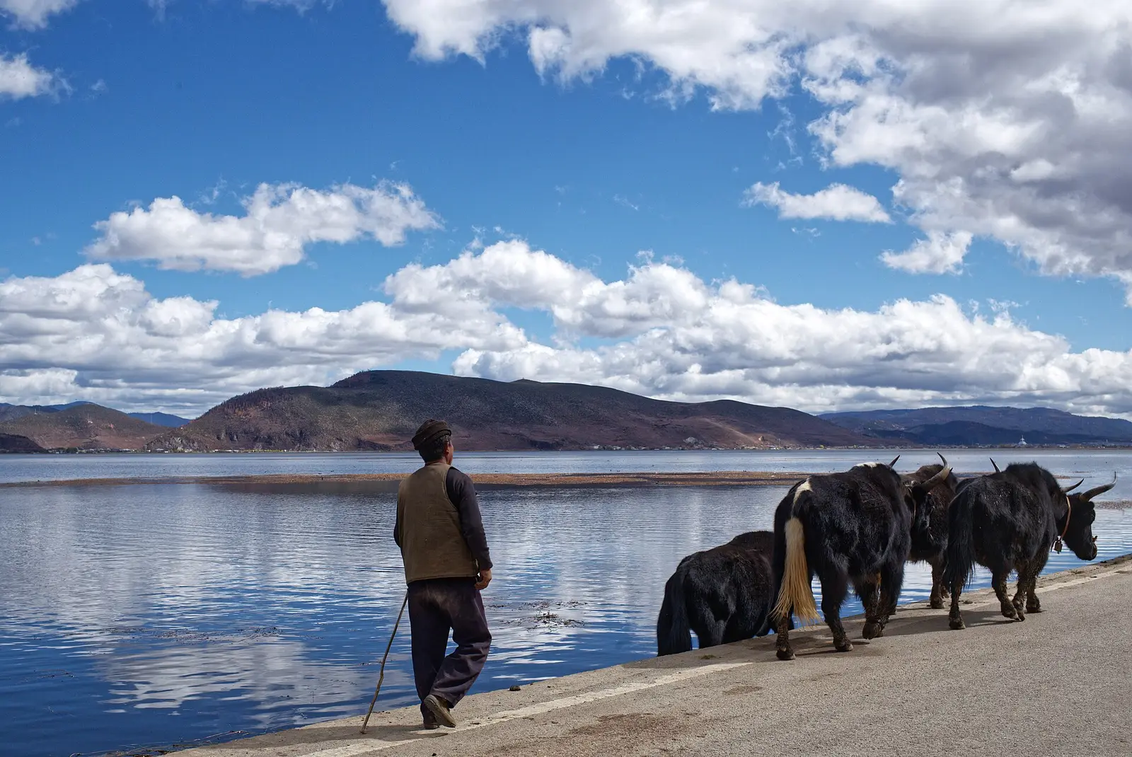 Een man en yaks lopen langs de oever van het Napa-meer bij Shangri-La onder een blauwe lucht met wolken